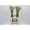 Allium Silverspring