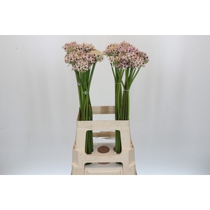 Allium Silverspring
