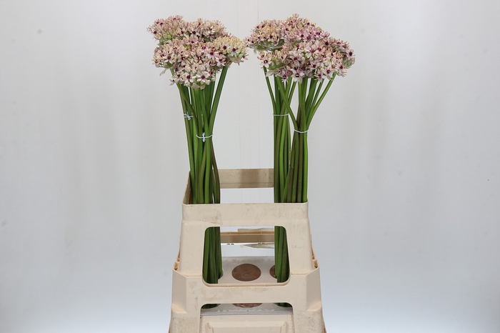 Allium Silverspring