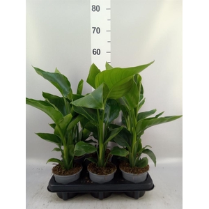 Strelitzia nicolai