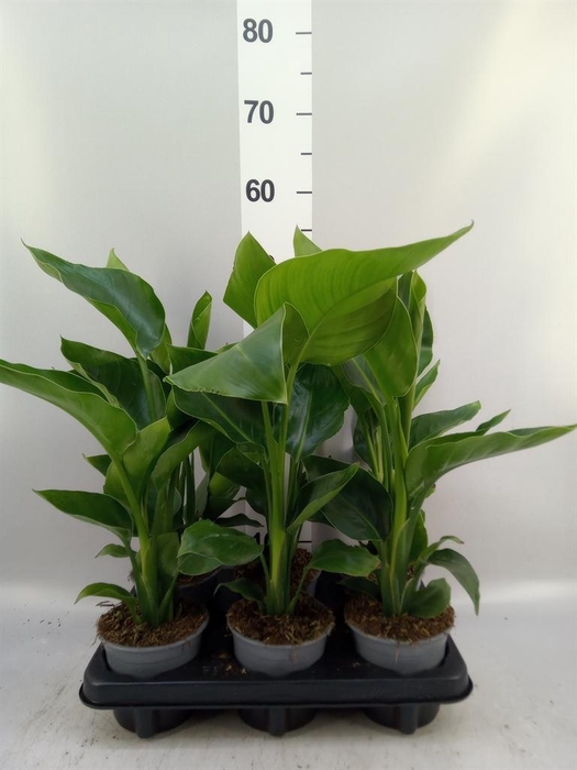 <h4>Strelitzia nicolai</h4>
