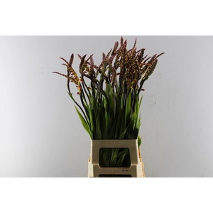 Crocosmia Chasm Blo L 80
