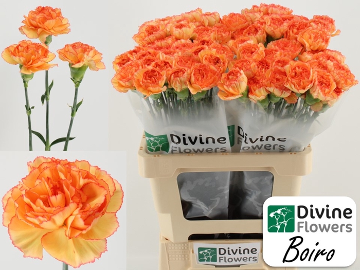 <h4>Di St Boiro Divine</h4>