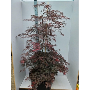 Acer palmatum Inaba-shidare