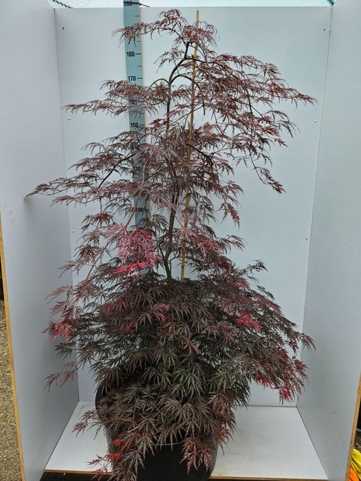 Acer palmatum Inaba-shidare