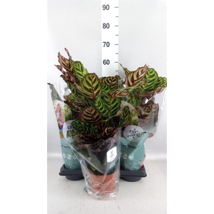 Calathea makoyana
