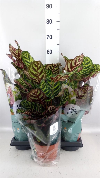 <h4>Calathea makoyana</h4>