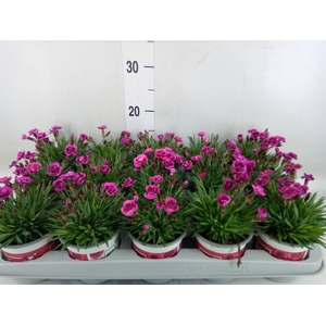 Dianthus  'Picture Perfect'