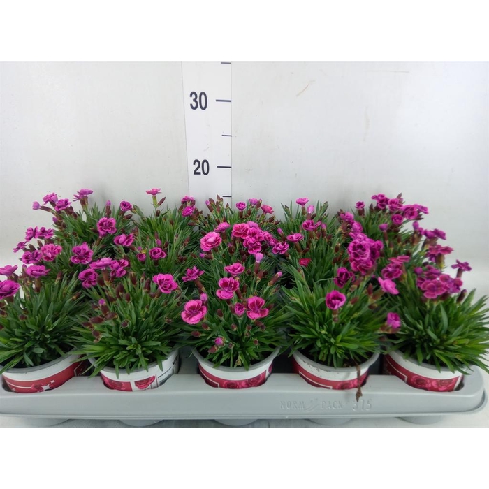 <h4>Dianthus  'Picture Perfect'</h4>