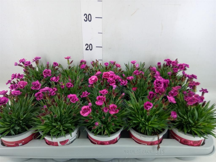 <h4>Dianthus  'Picture Perfect'</h4>