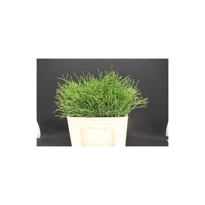 <h4>Vacc Huckleberry</h4>