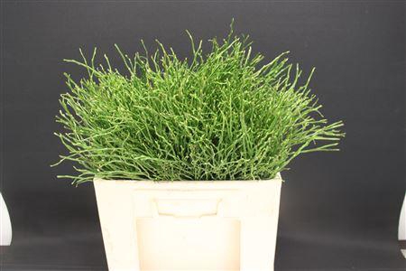 <h4>Vacc Huckleberry</h4>