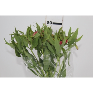 ALSTROEMERIA ALYNA 080 CM
