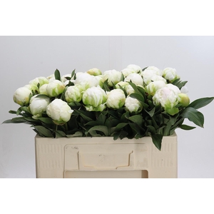 Paeonia Madame Claude Tain