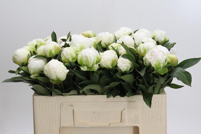 <h4>Paeonia Madame Claude Tain</h4>