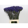 Agapanthus 'Uri'