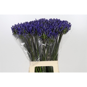 Agapanthus 'Atlantic Ocean'