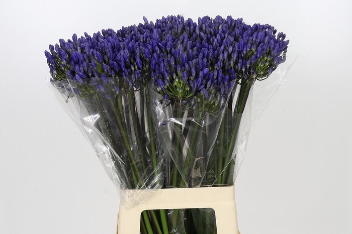 <h4>Agapanthus 'Atlantic Ocean'</h4>