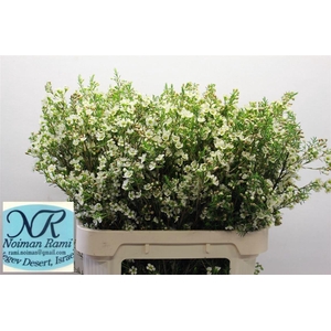 WAXFLOWER CRYSTAL PEARL 60 GR.