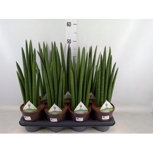 Sansevieria   ...