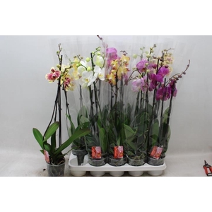 PHAL GEM 7 KL