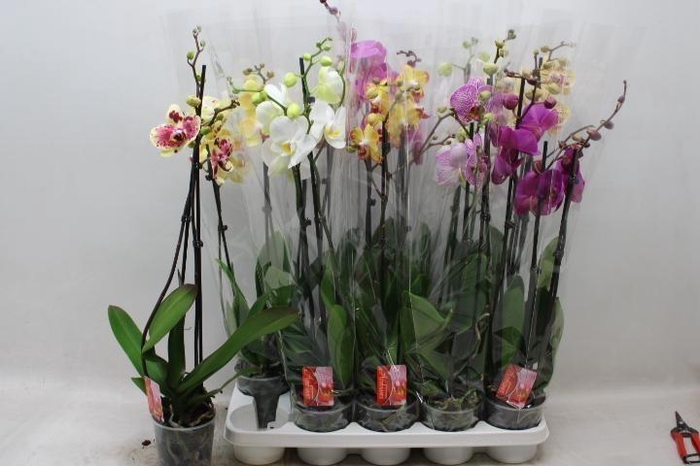 PHAL GEM 7 KL