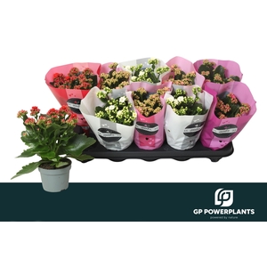 KAL GE PERF GEM 4 KL