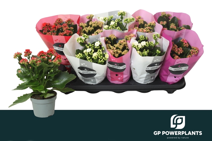 <h4>KAL GE PERF GEM 4 KL</h4>