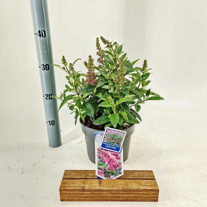 Buddleja Butterfly Candy Little Pin