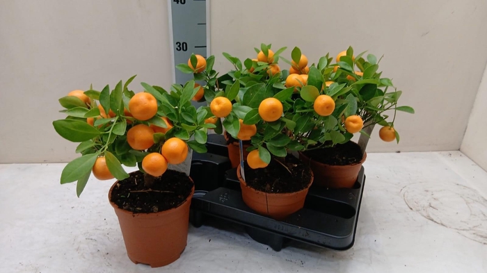 <h4>CITR MICROCARPA</h4>