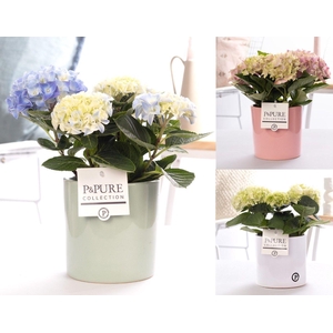 Hydrangea mix in P&PURE Essential ceramics ass.3