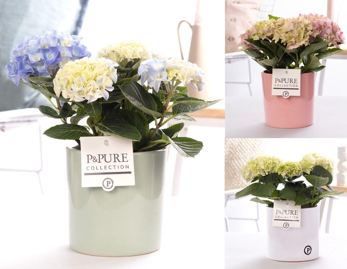 <h4>Hydrangea mix in P&PURE Essential ceramics ass.3</h4>