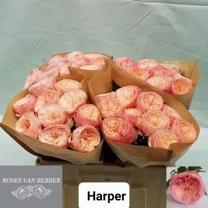 R GR HARPER!