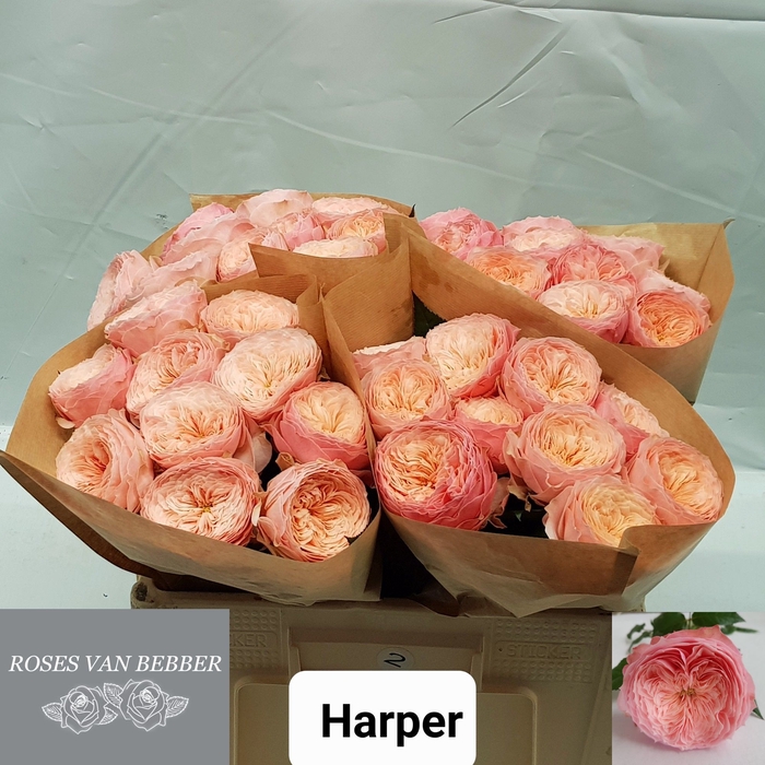 <h4>R GR HARPER!</h4>