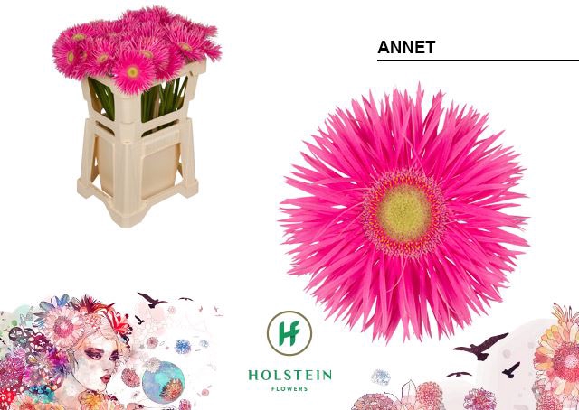 <h4>Gerbera Big Gerspider Annet</h4>