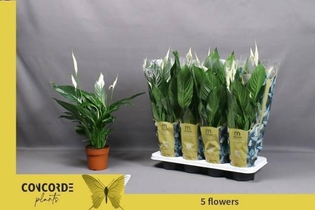 <h4>SPATH PICO CUPIDO</h4>