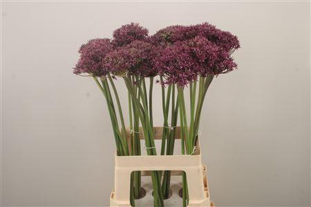 <h4>Allium Miami</h4>