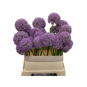 ALLIUM GROOTBLOEMIG