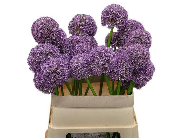 <h4>ALLIUM GROOTBLOEMIG</h4>