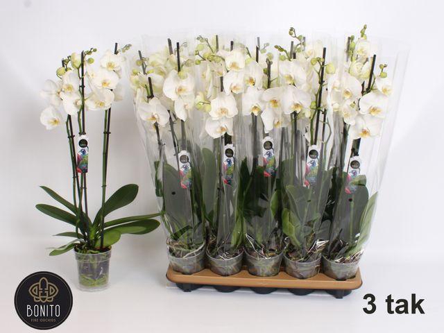 <h4>Phal An Nottingham</h4>