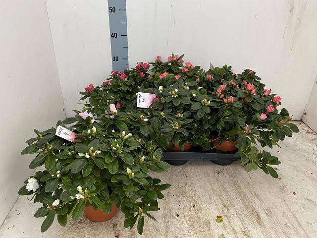 <h4>RHODO SI VOGEL GEM</h4>