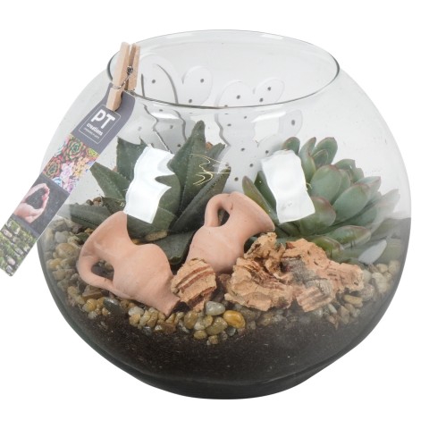 <h4>PTSU6180 Arrangementen succulenten</h4>