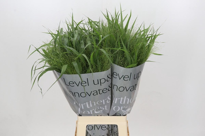 <h4>Panicum Fountain</h4>