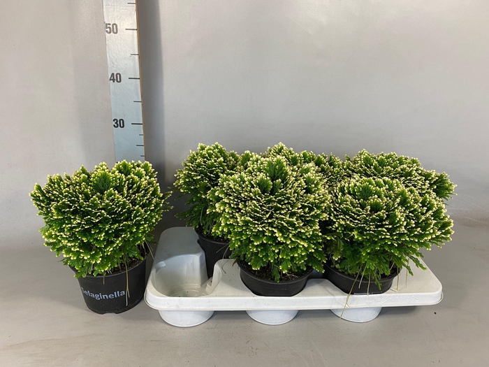 <h4>Selaginella Martensii Jori</h4>