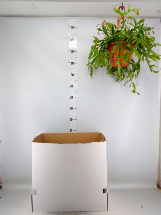 <h4>Rhipsalis   ...</h4>