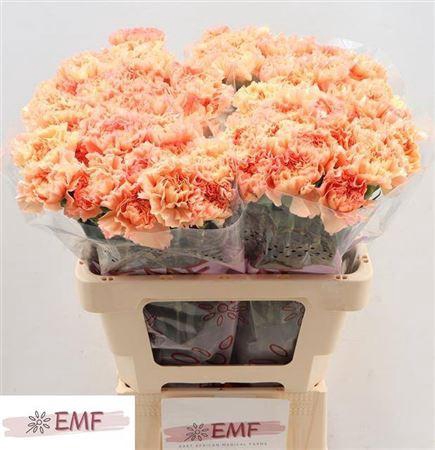 <h4>Di St Megan</h4>