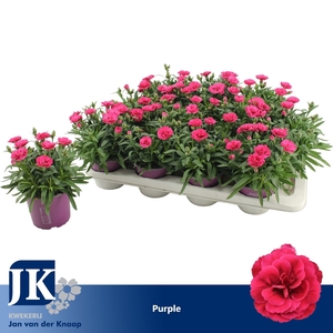 Dianthus Oscar Purple Wings