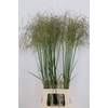 STIPA GIGANTEA GOLD