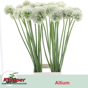 ALLIUM MOUNT EVEREST