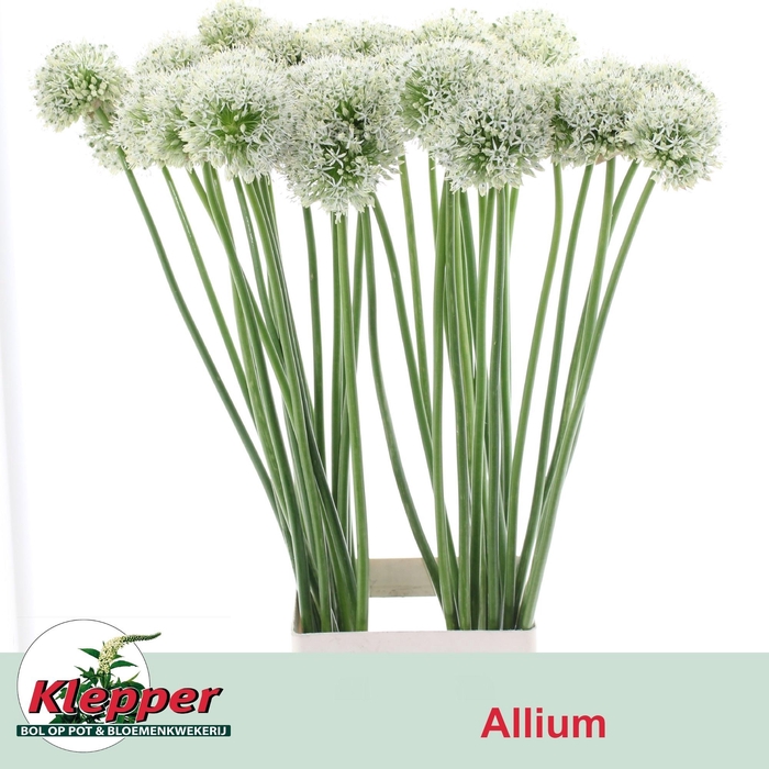 <h4>ALLIUM MOUNT EVEREST</h4>
